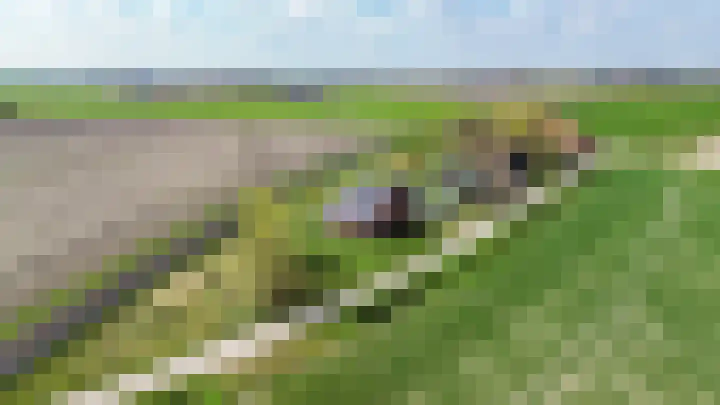Meedsterweg 8 Uithuizermeeden thumbnail 64
