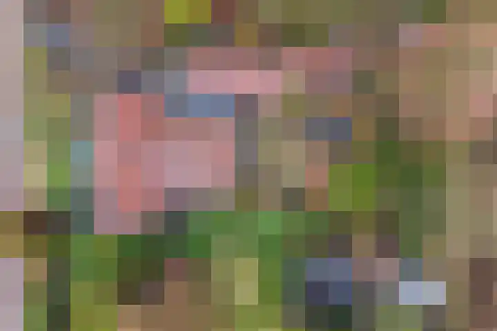 Meekmastrjitte 23 Broeksterwâld foto 2