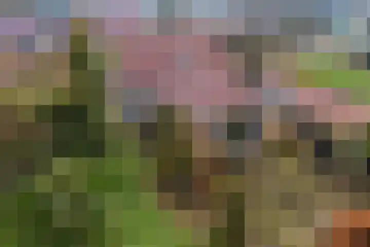 Meekmastrjitte 23 Broeksterwâld thumbnail 7