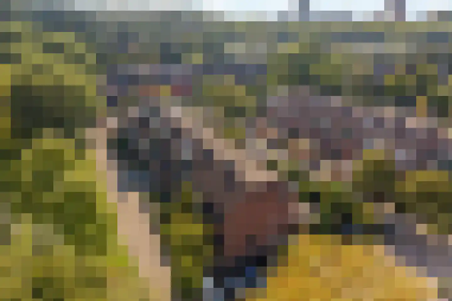 Meelbes 16 Rotterdam thumbnail 8