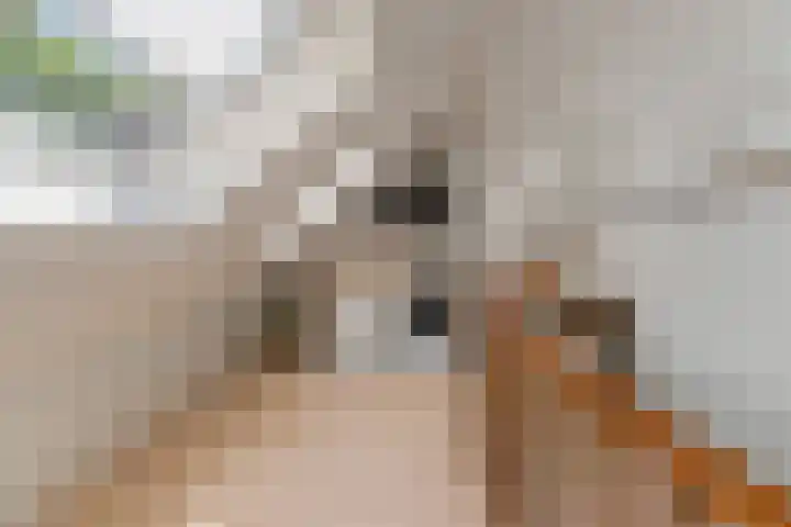 Meelbes 6 Rotterdam thumbnail 28