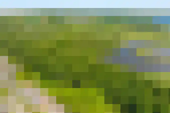 Meelbes 6 Rotterdam thumbnail 38