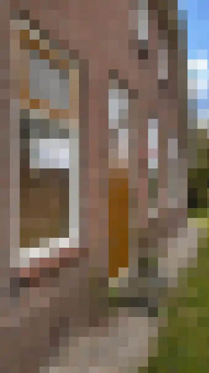 Meeleweg 7 Nieuwleusen thumbnail 71