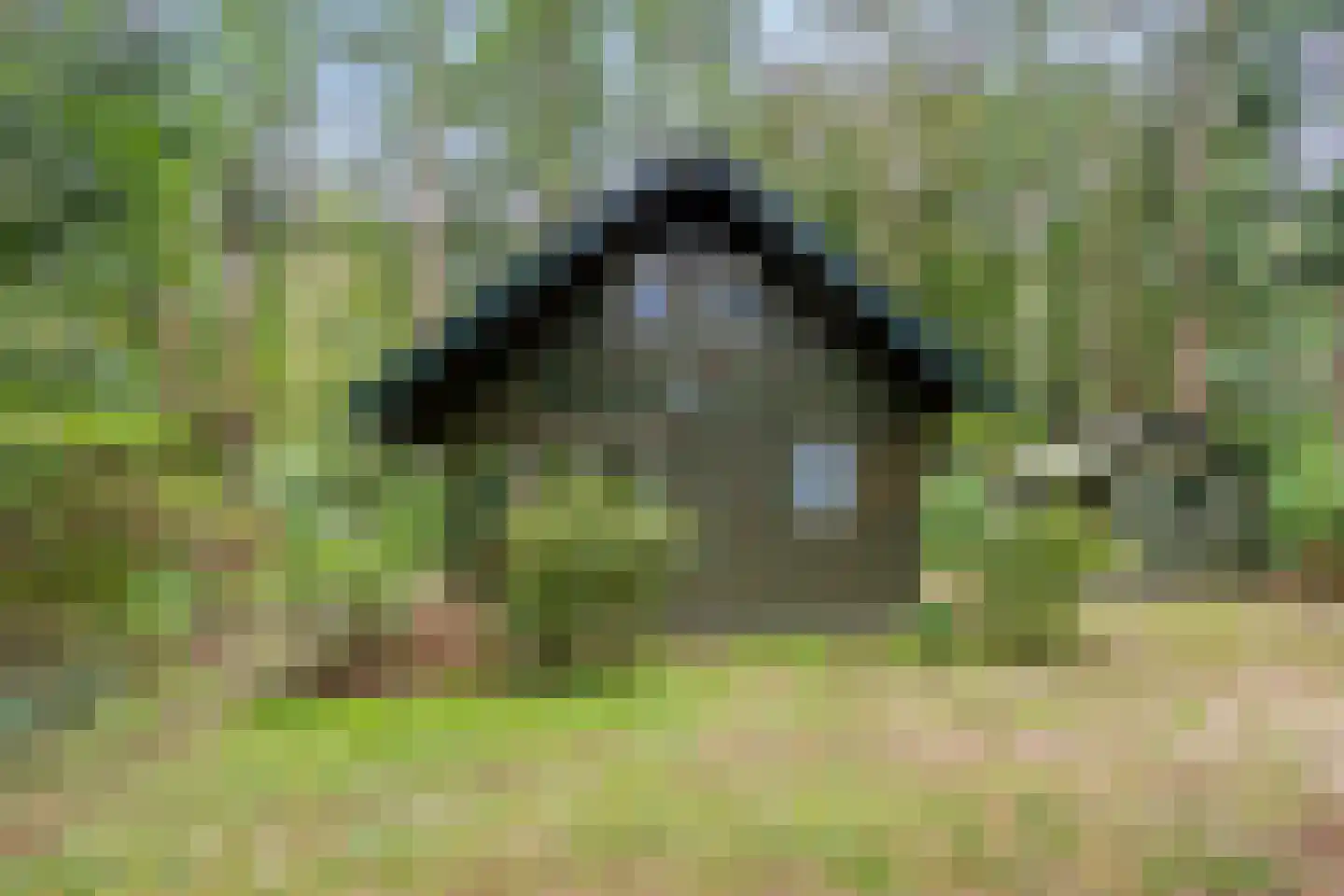 Meelkerlaan 13 Norg foto 3