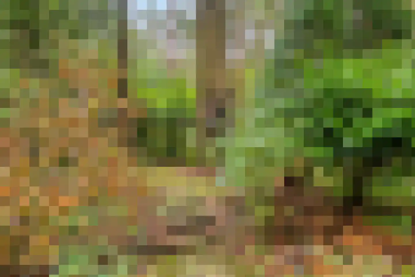 Meelkerlaan 13 Norg thumbnail 30