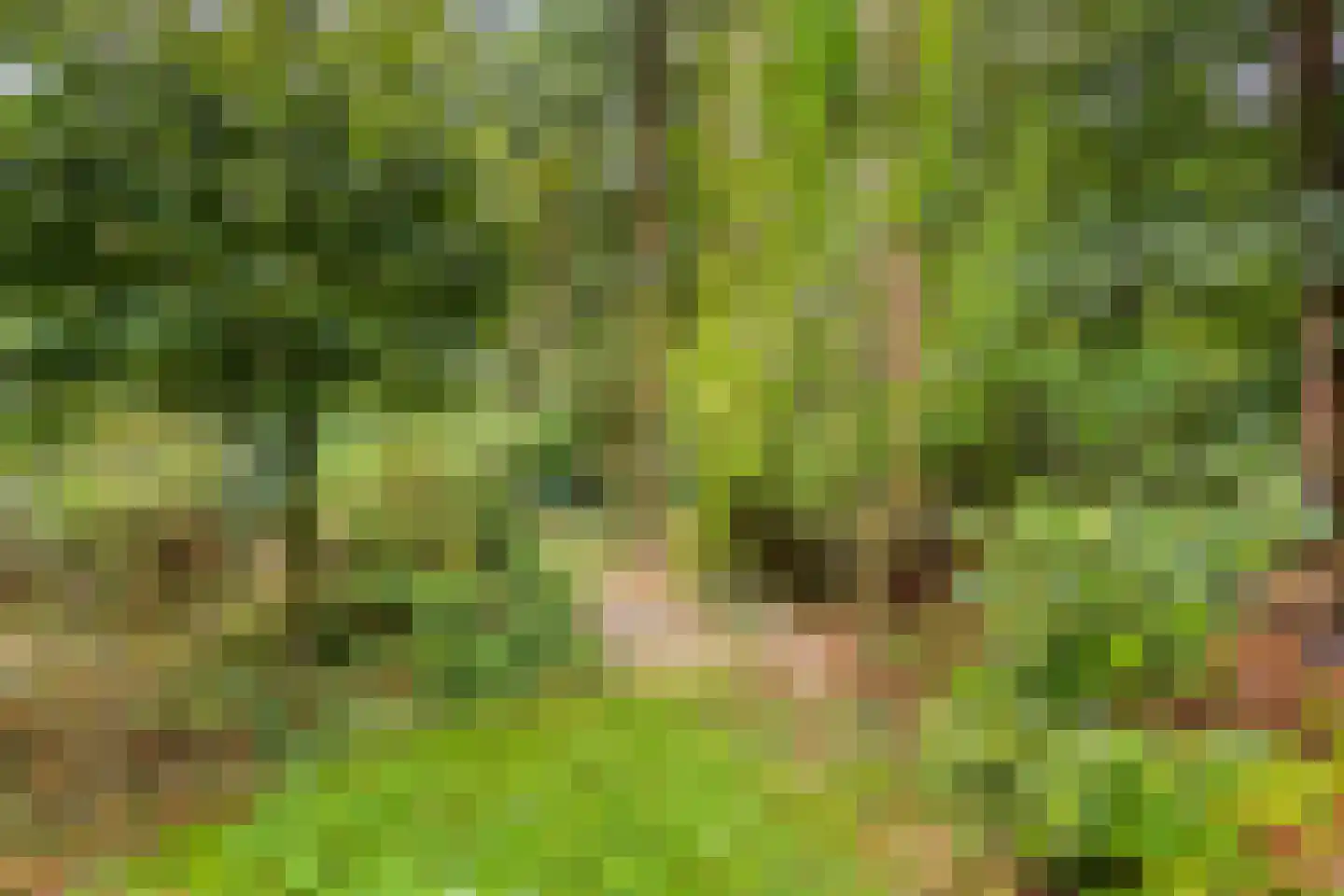 Meelkerlaan 13 Norg thumbnail 34