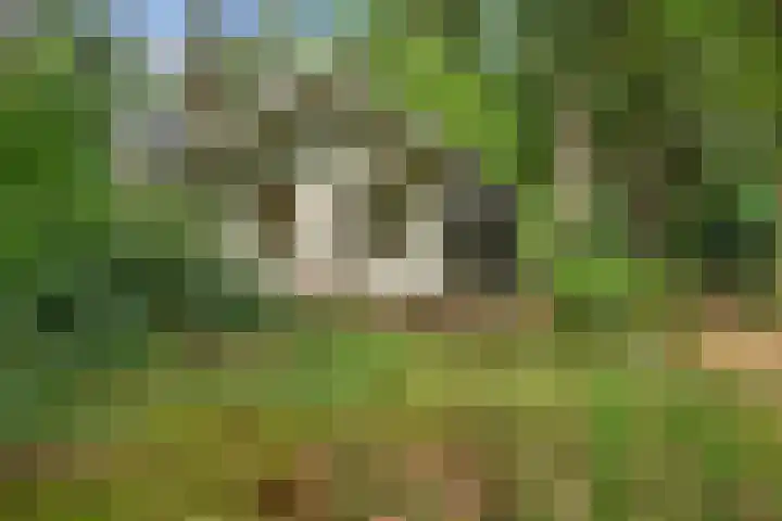 Meelkerlaan 7 Norg foto 3