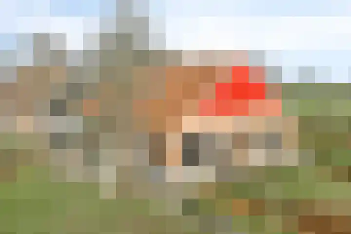 Meenkmolenweg 27 Winterswijk Corle thumbnail 5