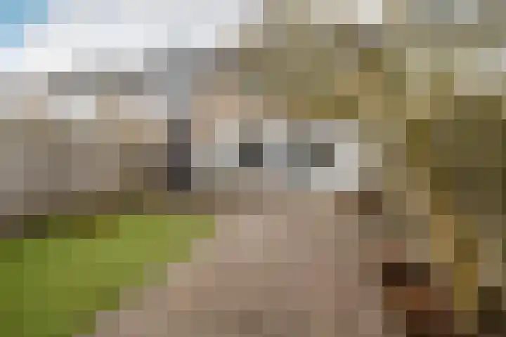 Meent 43 Breda thumbnail 4