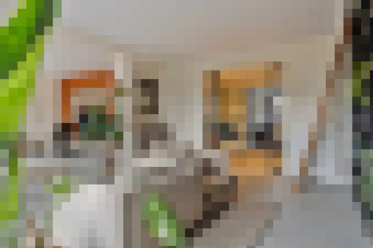 Meentsestraat 49 Giesbeek thumbnail 10
