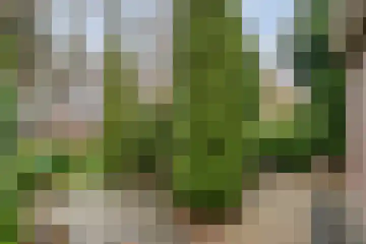 Meerboomweg 167 Hollandscheveld thumbnail 25