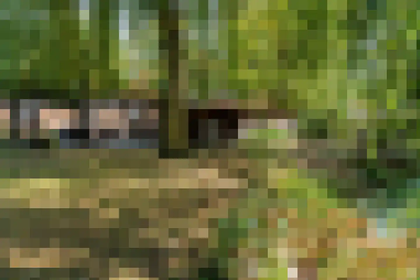 Meerboomweg-Zuid 13 Hollandscheveld thumbnail 33