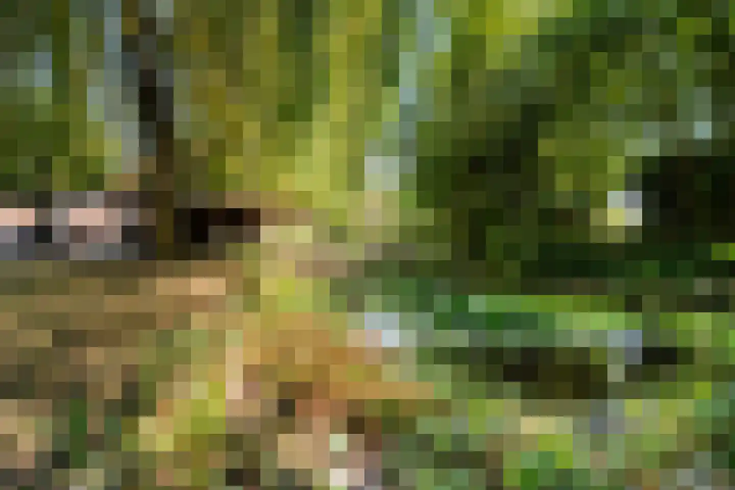 Meerboomweg-Zuid 13 Hollandscheveld thumbnail 35