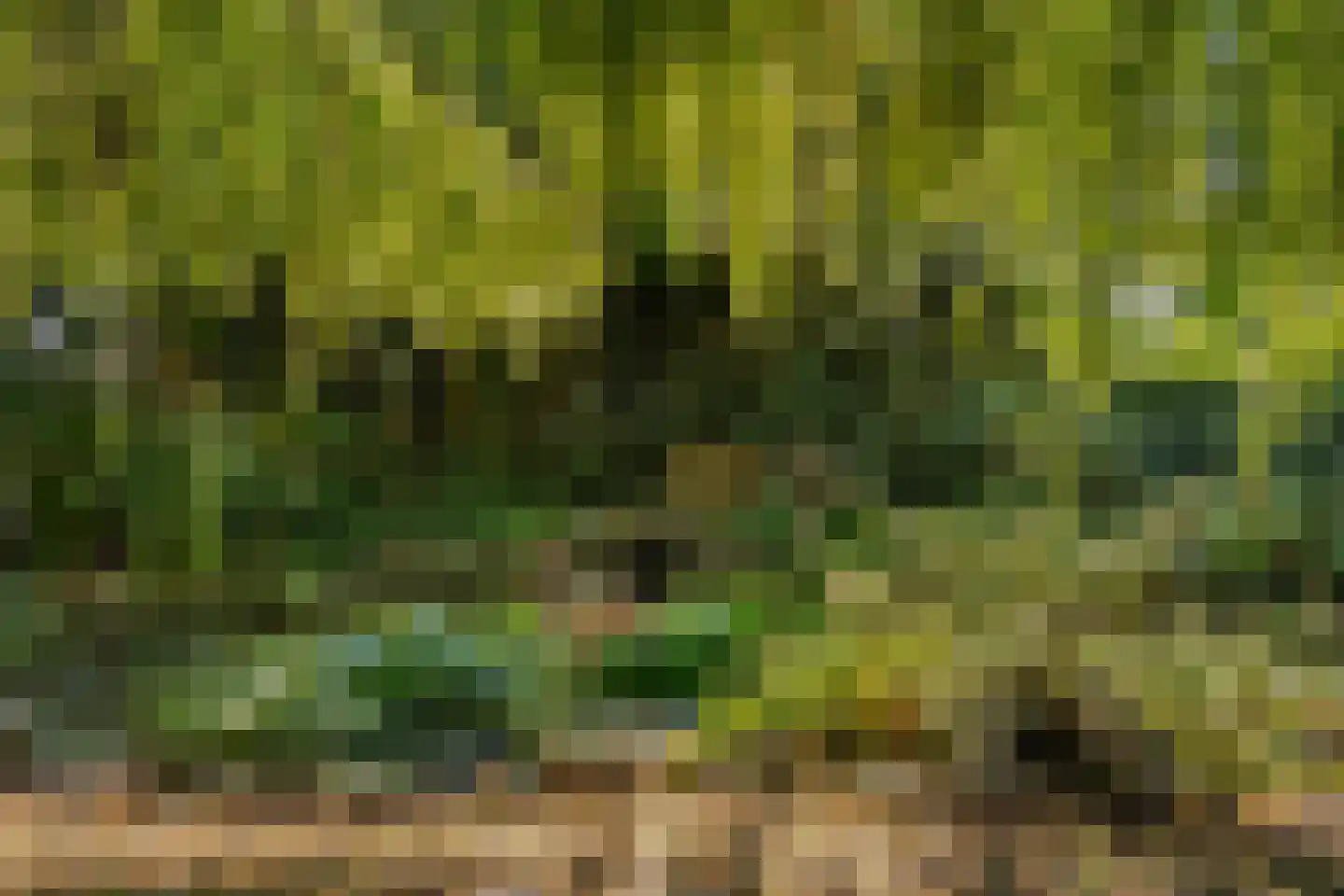 Meerboomweg-Zuid 13 Hollandscheveld thumbnail 36