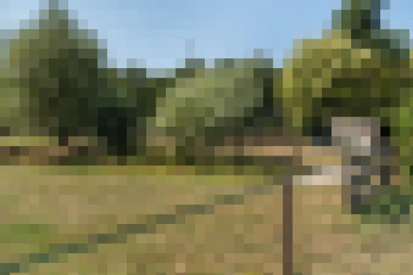 Meerboomweg-Zuid 13 Hollandscheveld thumbnail 41