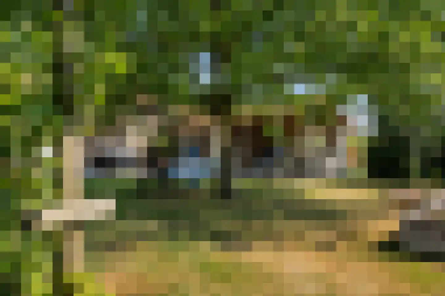 Meerboomweg-Zuid 13 Hollandscheveld thumbnail 47