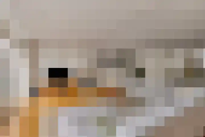 Meercamp 57 Houten thumbnail 8