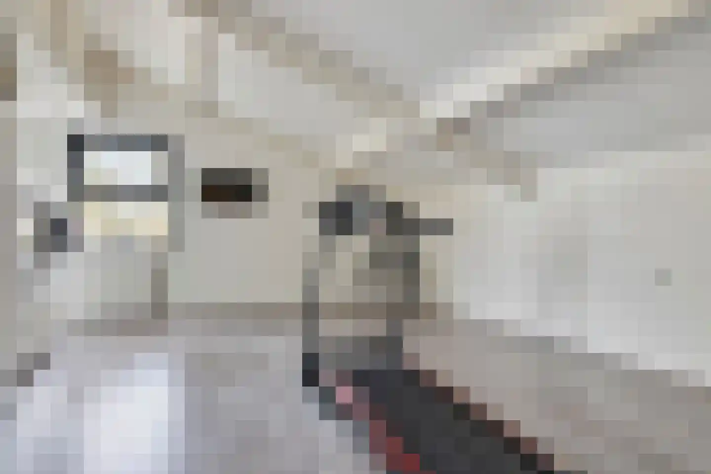 Meeresteinstraat 42 Tilburg thumbnail 38