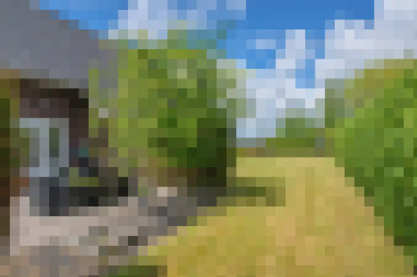 Meerkoet 1 Blauwestad thumbnail 61