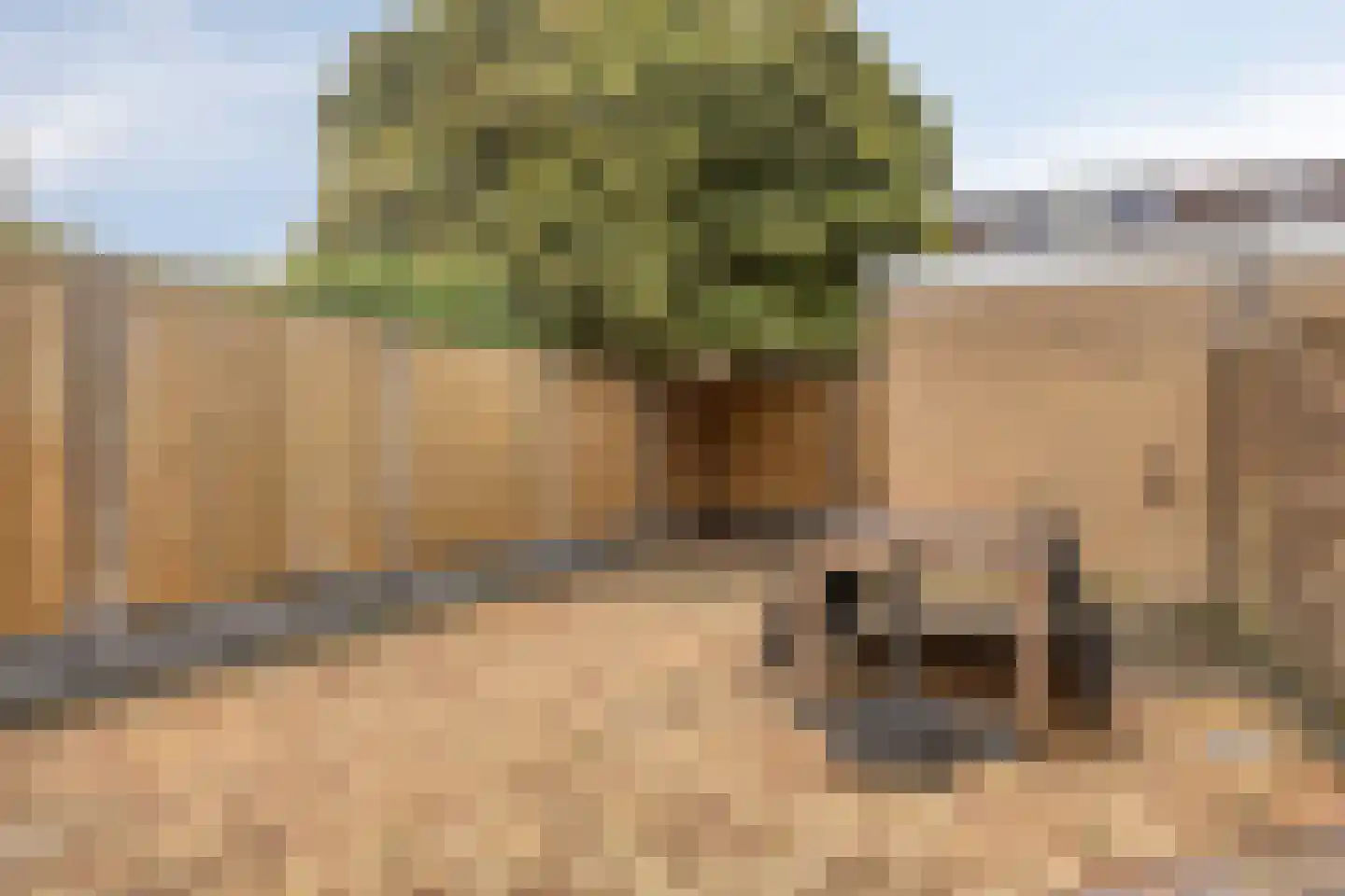 Meerkoet 10 Sommelsdijk thumbnail 25