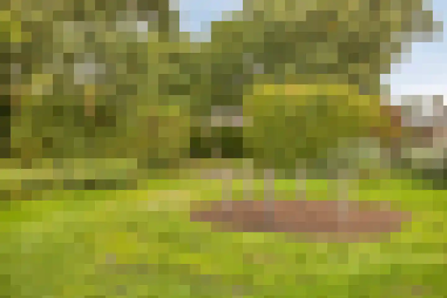 Meerkoet 10 Sommelsdijk thumbnail 32