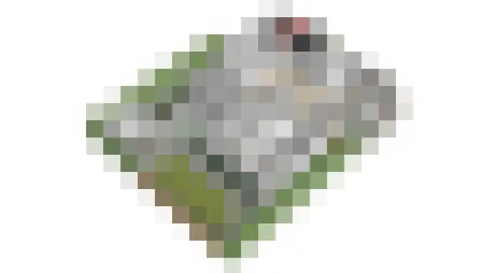 Meerkoet 11 Fijnaart thumbnail 63