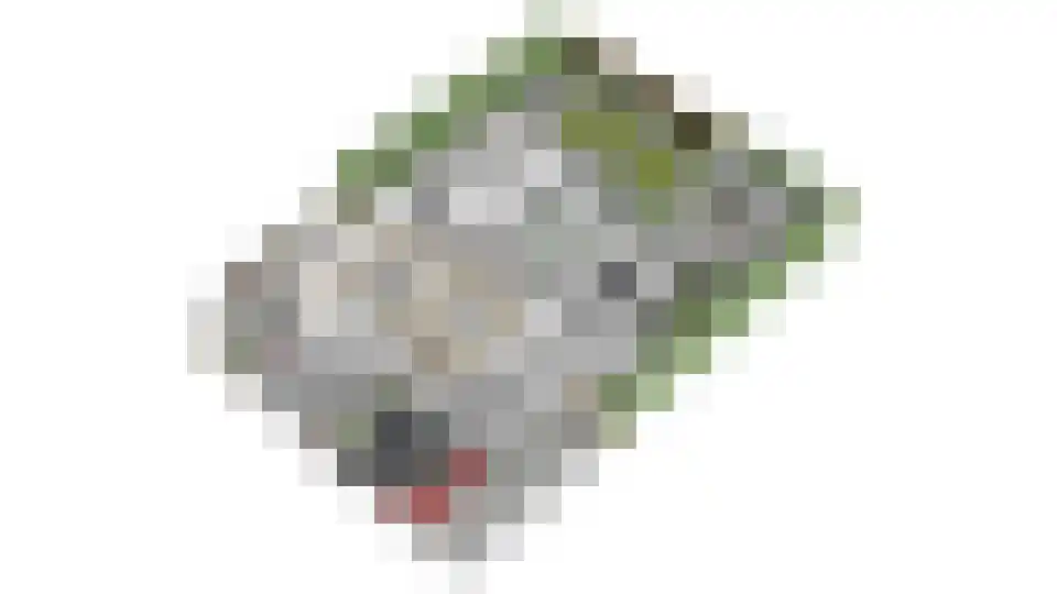 Meerkoet 11 Fijnaart thumbnail 64