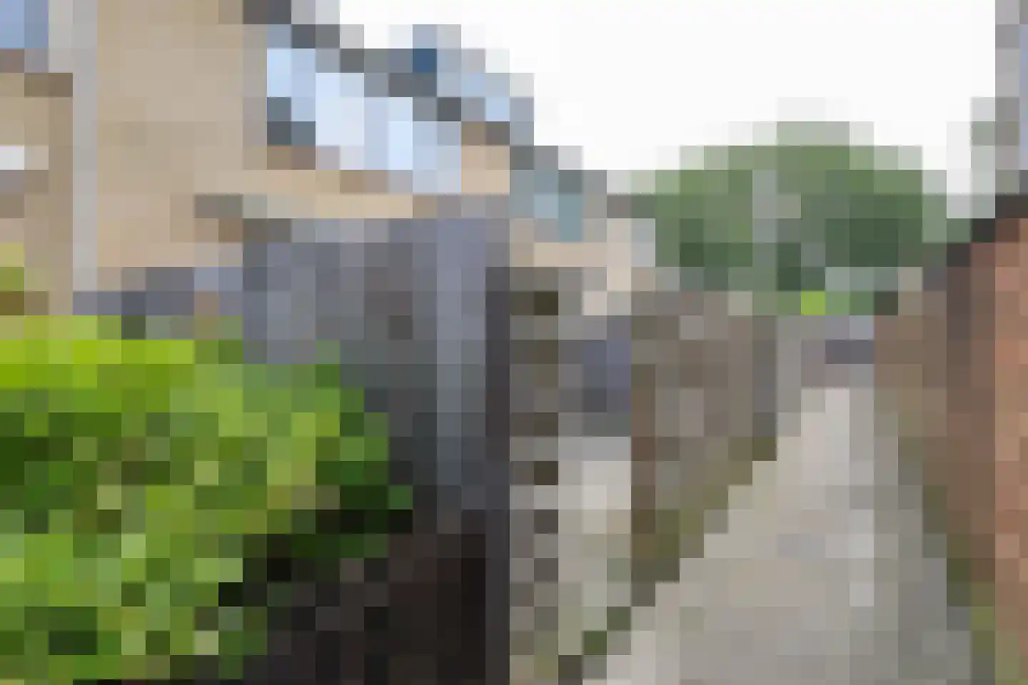 Meerkoet 11 Rockanje thumbnail 35