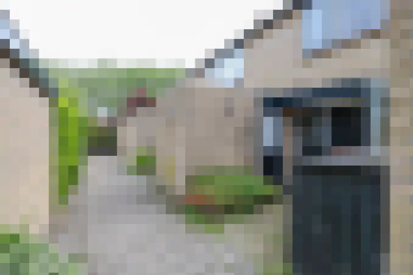 Meerkoet 11 Rockanje thumbnail 6