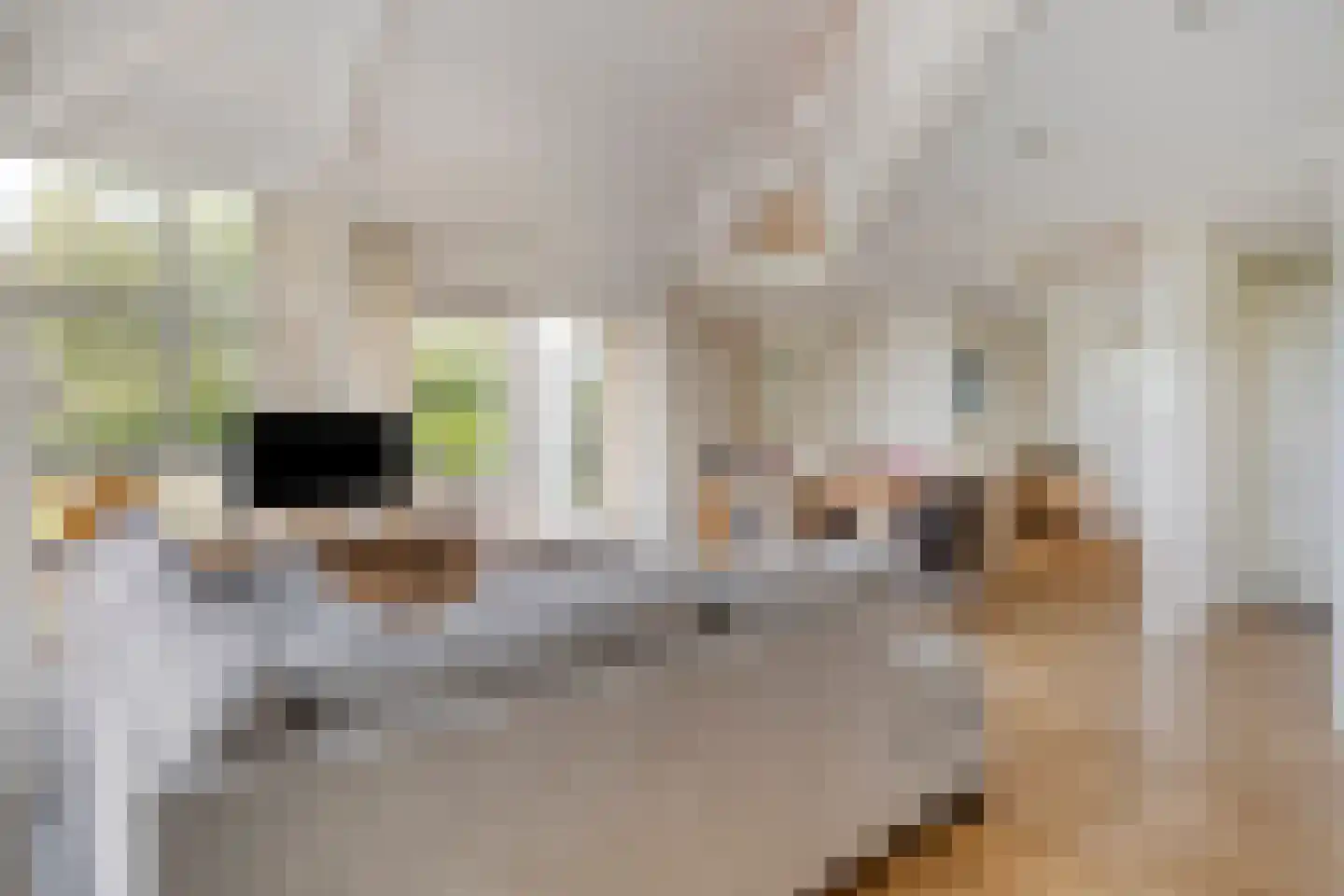 Meerkoet 11 Zoutelande thumbnail 10