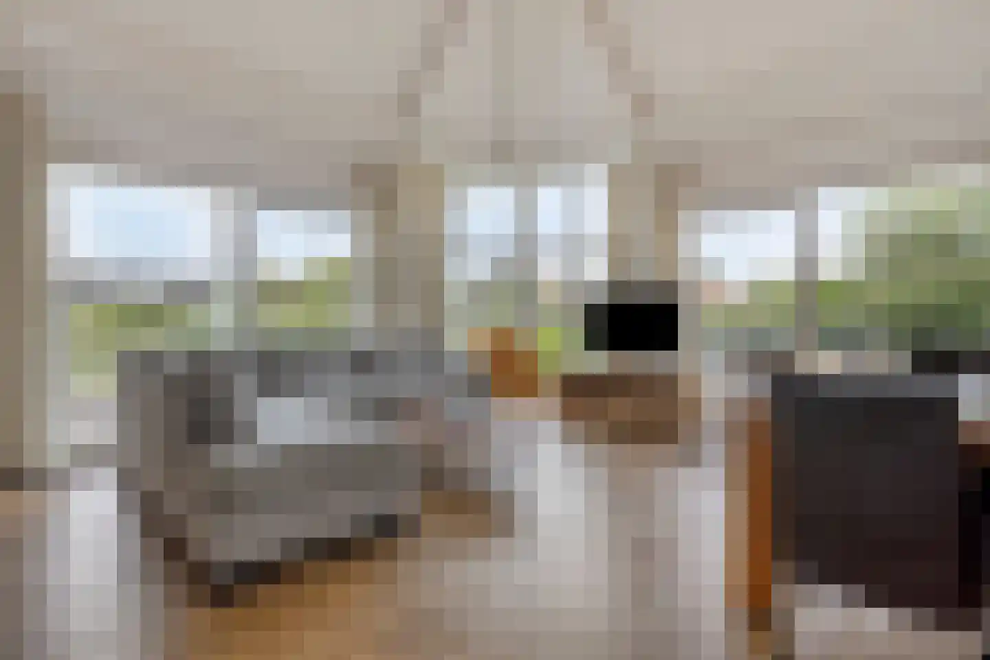 Meerkoet 11 Zoutelande thumbnail 13