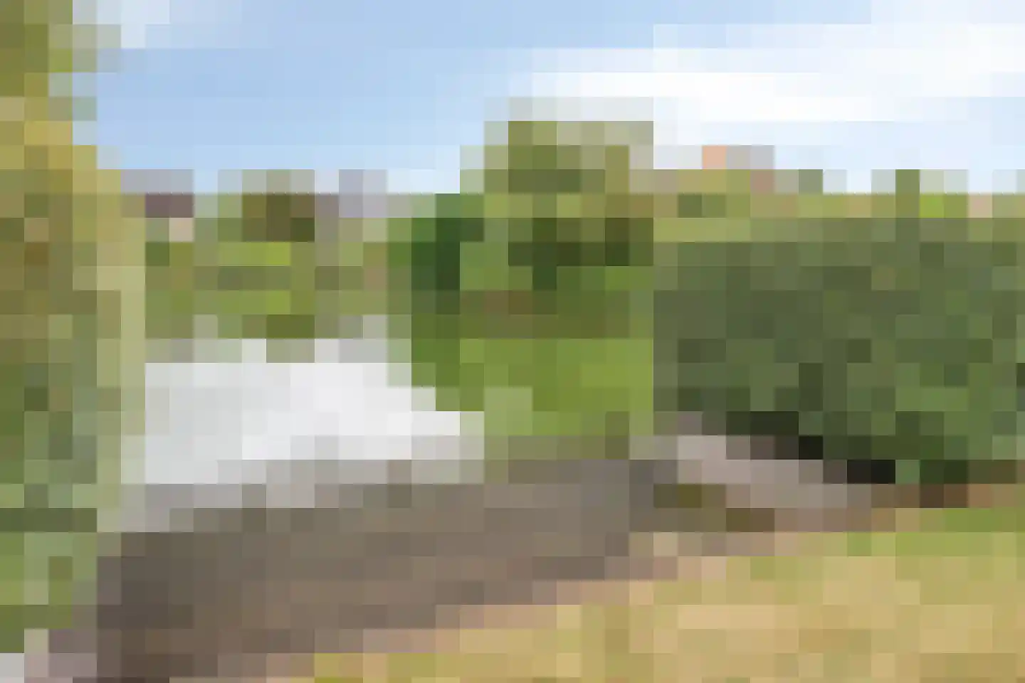 Meerkoet 11 Zoutelande thumbnail 18