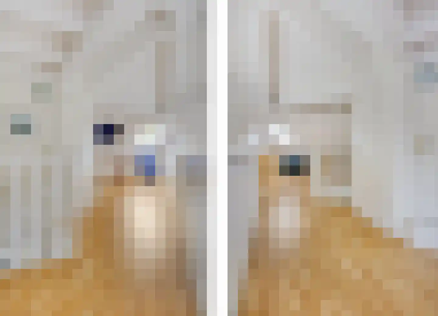 Meerkoet 11 Zoutelande thumbnail 31