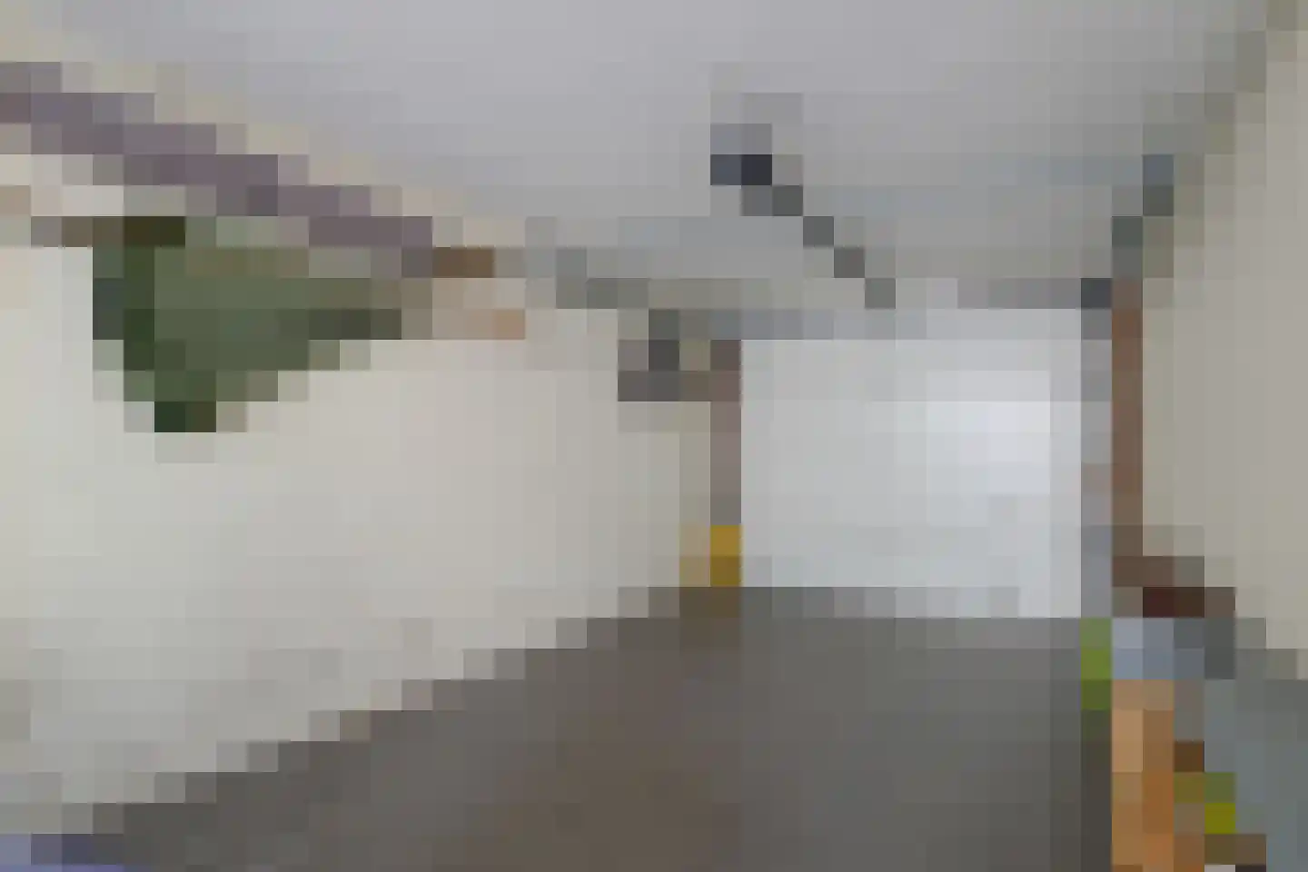 Meerkoet 12 Spanbroek thumbnail 26