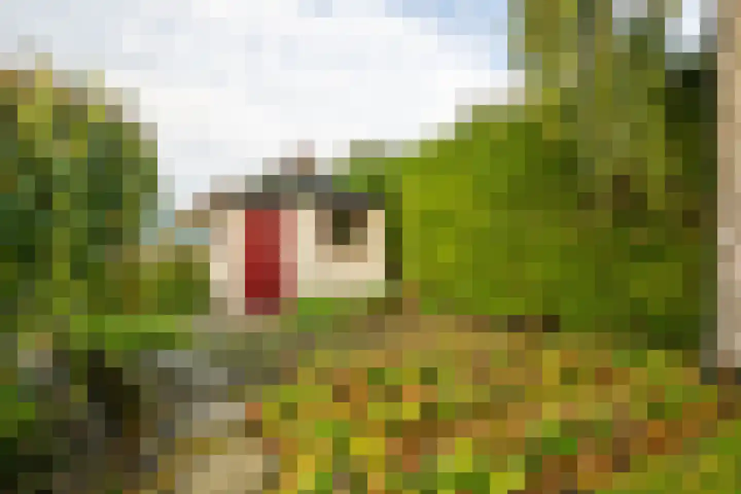 Meerkoet 12 Spanbroek thumbnail 45