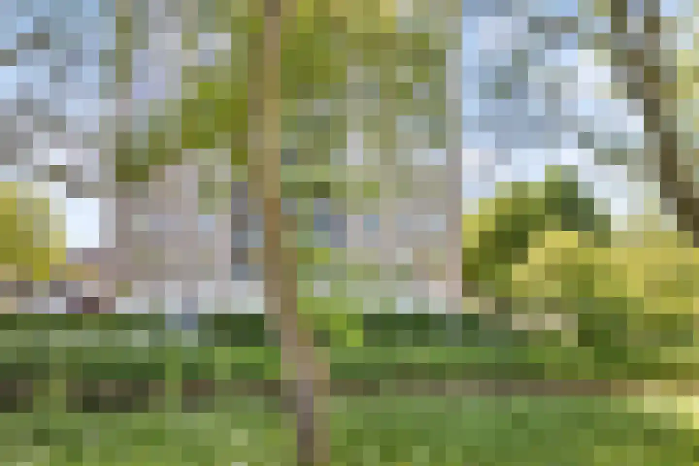 Meerkoet 13 Diemen thumbnail 36