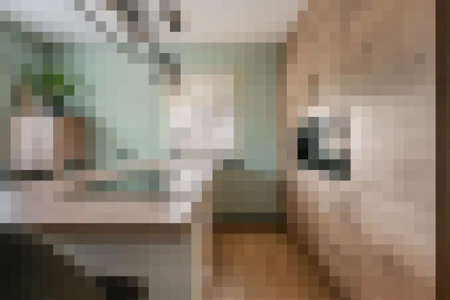 Meerkoet 13 Oude Pekela thumbnail 17