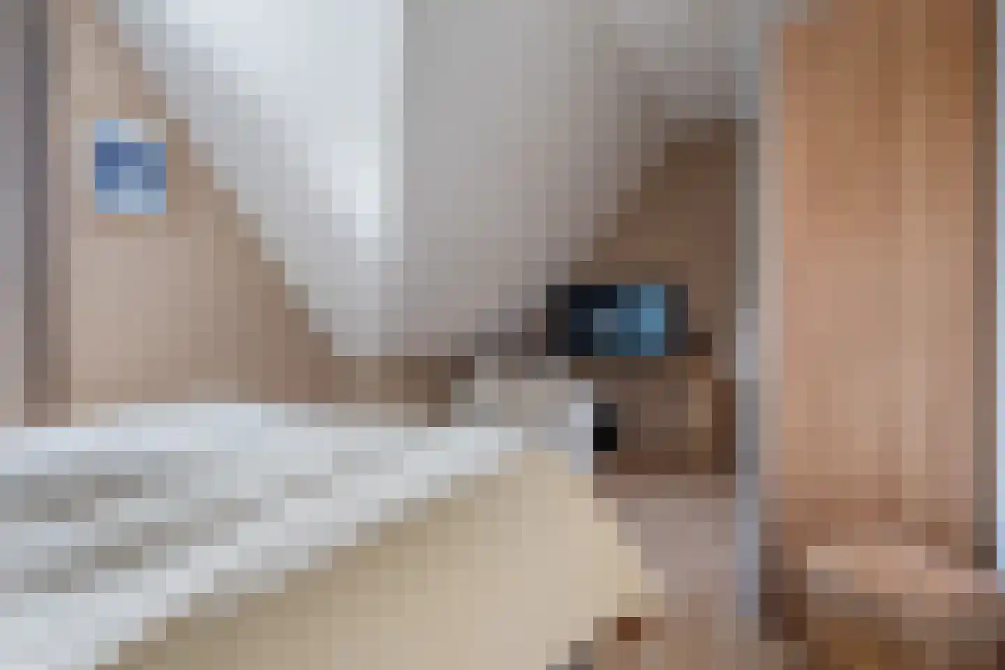 Meerkoet 13 Oude Pekela thumbnail 24