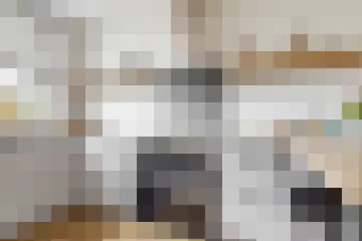 Meerkoet 14 Noorden thumbnail 8