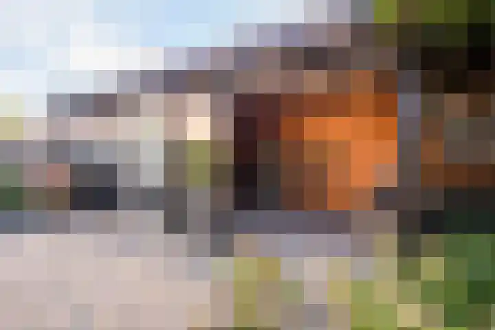 Meerkoet 15 Hoogkarspel thumbnail 36