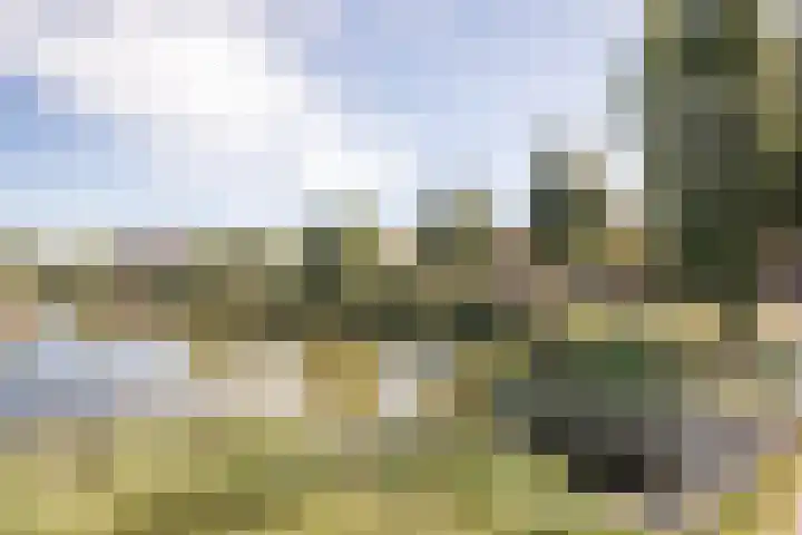 Meerkoet 15 Hoogkarspel thumbnail 38