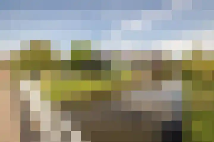 Meerkoet 15 Hoogkarspel thumbnail 40