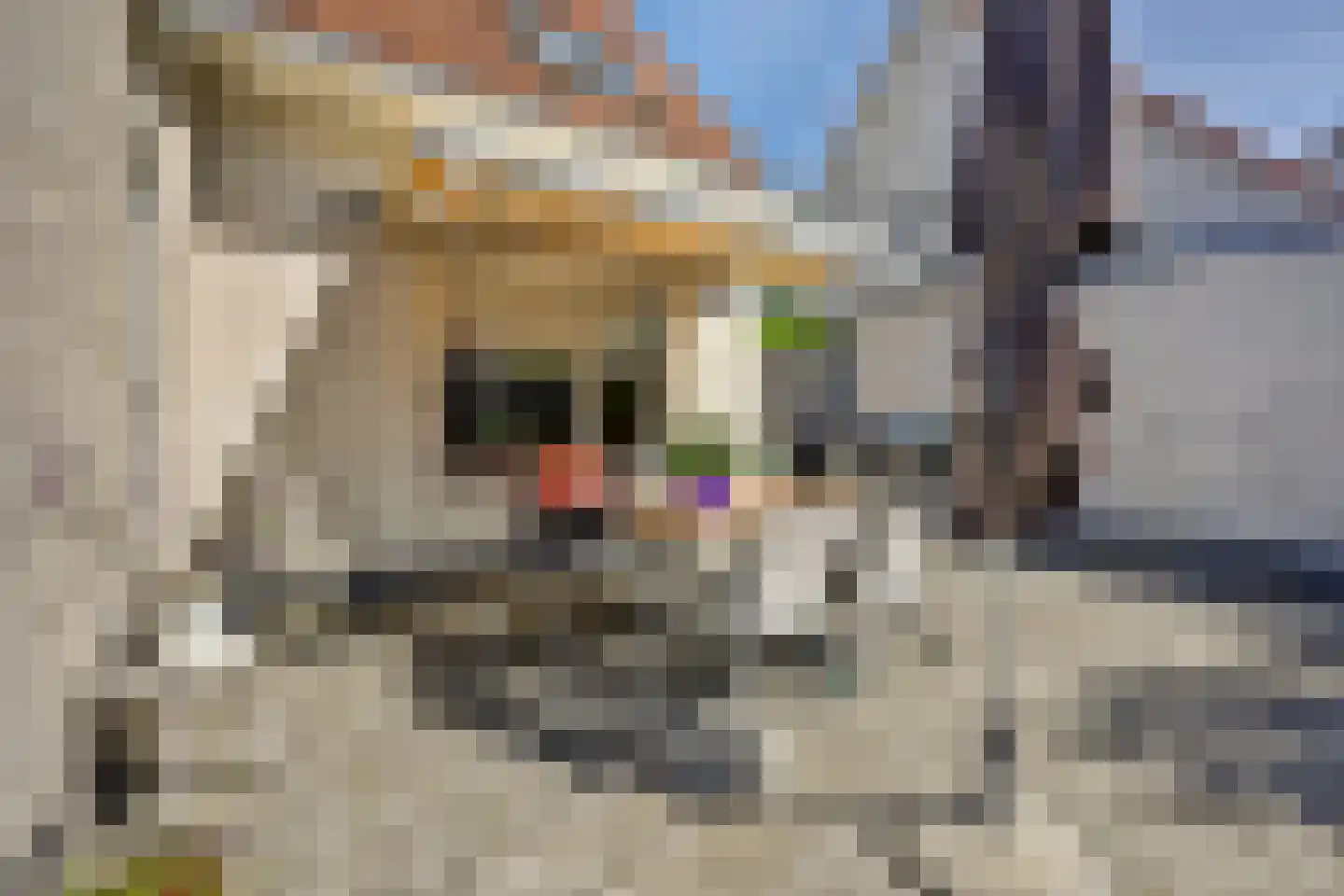 Meerkoet 15 Lemmer thumbnail 22