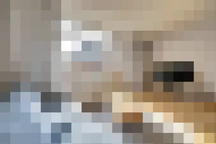 Meerkoet 15 Rockanje thumbnail 11