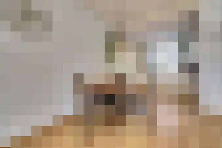 Meerkoet 15 Rockanje thumbnail 13