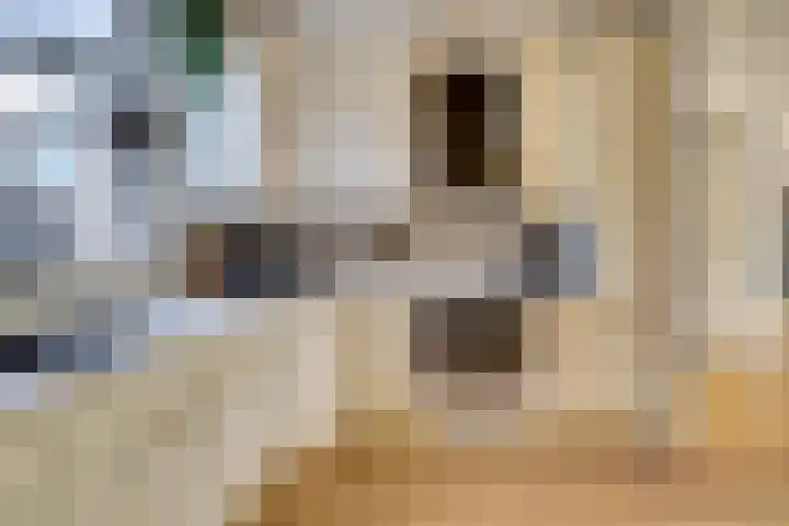 Meerkoet 15 Rockanje thumbnail 17
