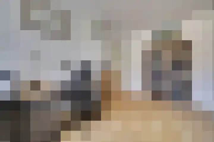 Meerkoet 15 Rockanje thumbnail 29