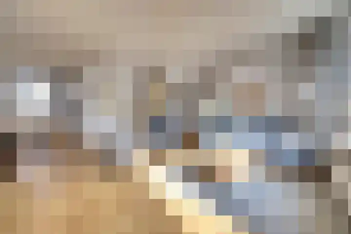 Meerkoet 15 Rockanje thumbnail 4