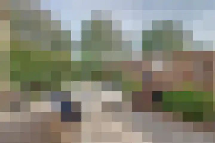 Meerkoet 15 Rockanje thumbnail 41