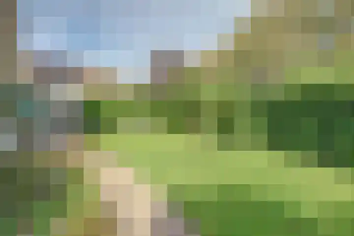 Meerkoet 15 Rockanje thumbnail 44